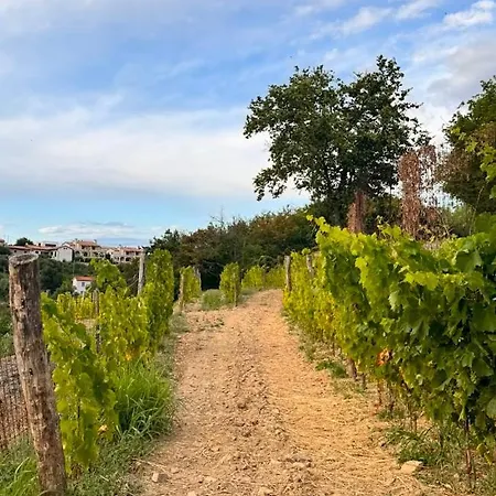 ファームステイ Gordia Organic Winery Hrvatini