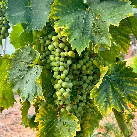 Gordia Organic Winery